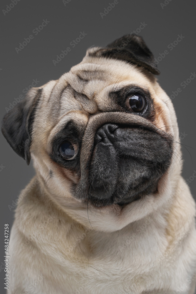 Cute pug dog with beige fur isolated on gray background