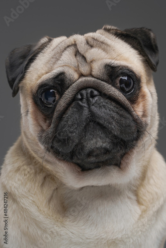 Cute pug dog with beige fur isolated on gray background © Fxquadro