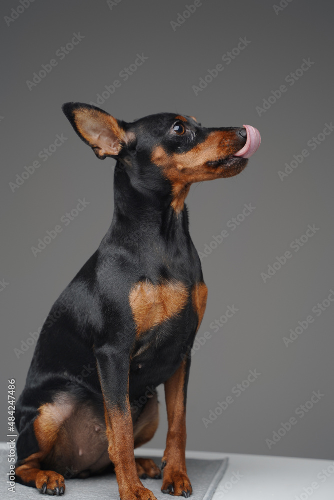 Studio shot of miniature pinscher isolated on gray background