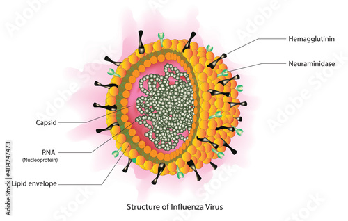 Structure of Influenza Virus (Influenza Virus Anatomy) photo