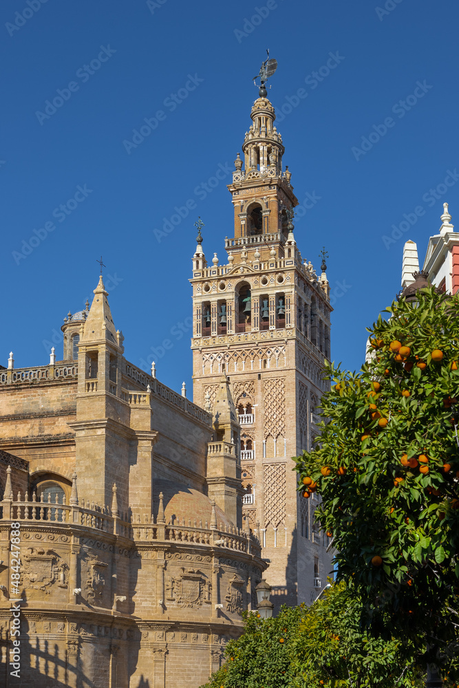 Fototapeta premium A view on the historic La Giralda tower in the heart of Seville surrounded with the typical orange trees. This iconic landmark can be seen throughout the city. 