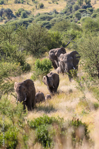 African Bush Elephant, Pilanesberg National Park