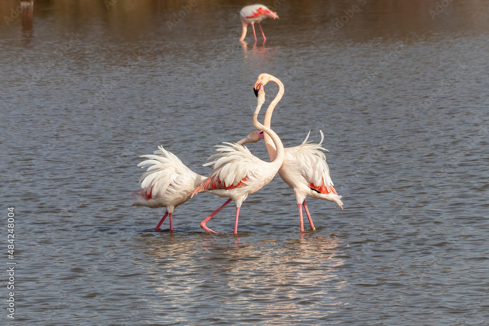 Three adult Greater flamingos in fight (Phoenicopterus roseus) due the mating process, in the Marismas del Odiel Natural Park, Huelva, Spain