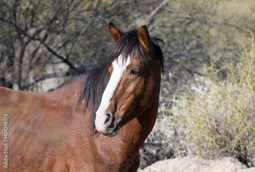 Wild Horse in the Arizona Desert