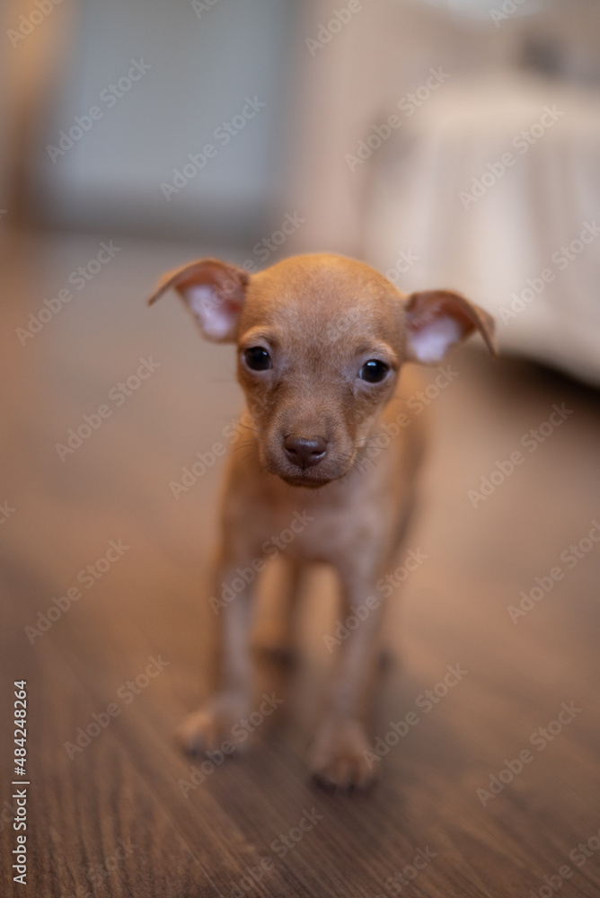 newborn toy terrier of red, beige, brown color