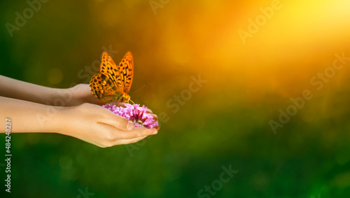 Fototapeta Naklejka Na Ścianę i Meble -  motyl na dłoniach w promieniach słońca. Dostojka latonia