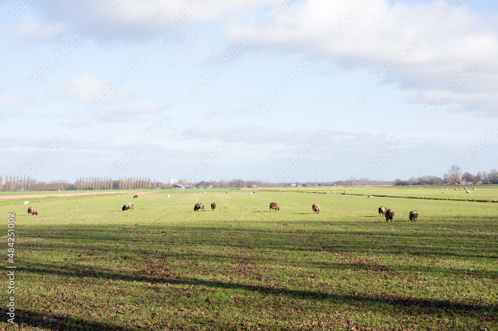 Typical dutch landscape with meadow with sheeps in Arnhem in the Netherlands