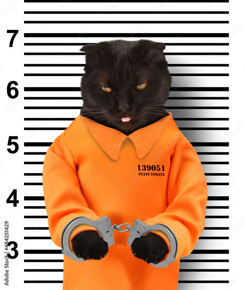 Bad cat with handcuffs on white background. Cat is wearing a orange