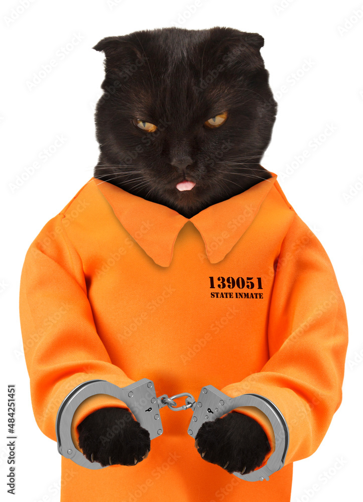 Bad cat with handcuffs on white background. Cat is wearing a orange