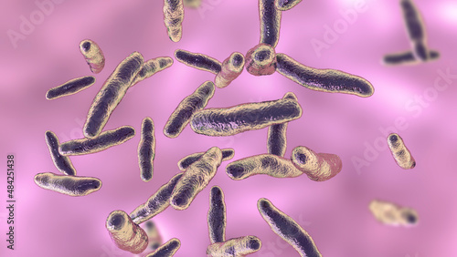Bilophila wadsworthia bacteria photo