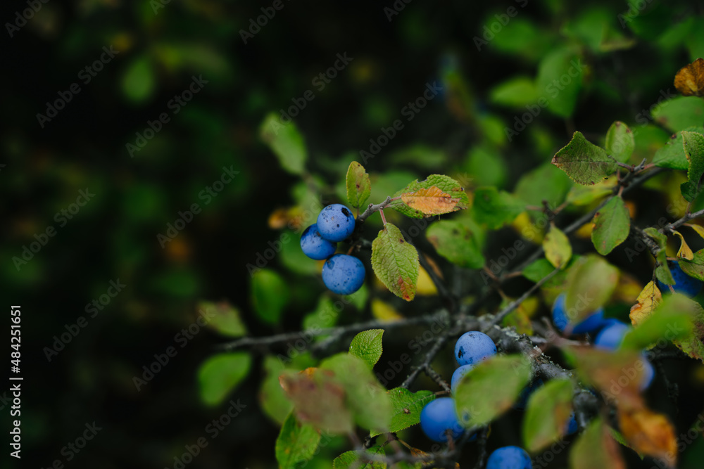 Dusty blue berry on a branch. Blackthorn berry. Dusty blue berry on a branch. Blackthorn berry.