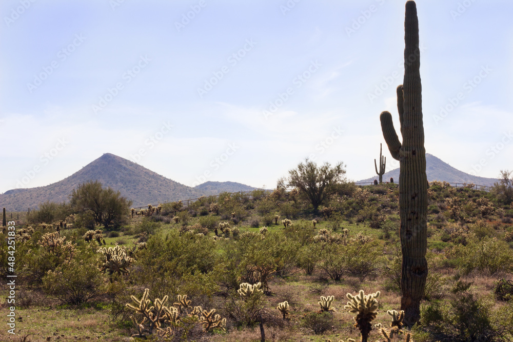 Sonoran Desert