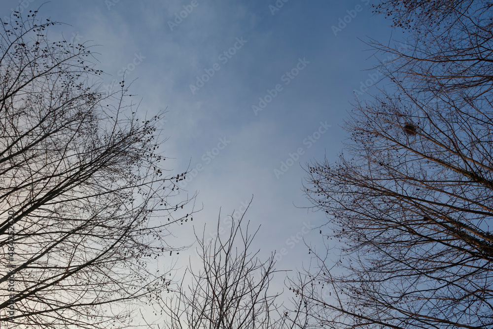 Silhouette of tree branches backlit against a blue sky with white clouds Silhouette of tree branches backlit against a blue sky with white clouds