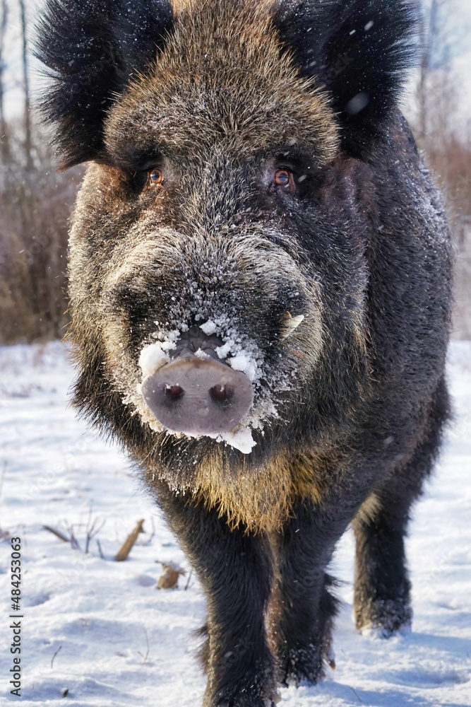 Wild boars in winter in deep snow in search of food Wild boars in winter in deep snow in search of food