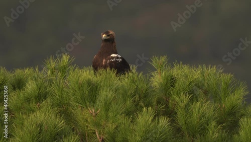Aquila adalberti, Iberian Imperial Eagle, rare bird of prey on the rock habitat, Sierra de Andújar, Andalusia, Spain in Europe. Eagle in the nature stone habitat.