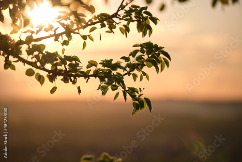 Twigs of fruit tree with white blossoming flowers in early spring at sunset