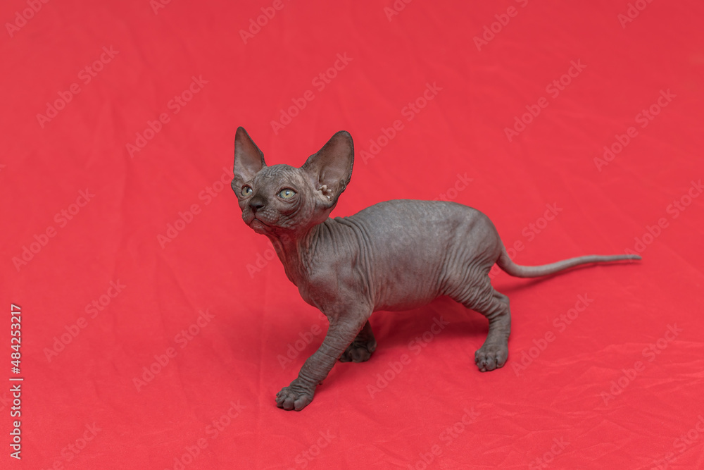 Sphynx cat - a small two-month-old kitten. Hairless cat breed.