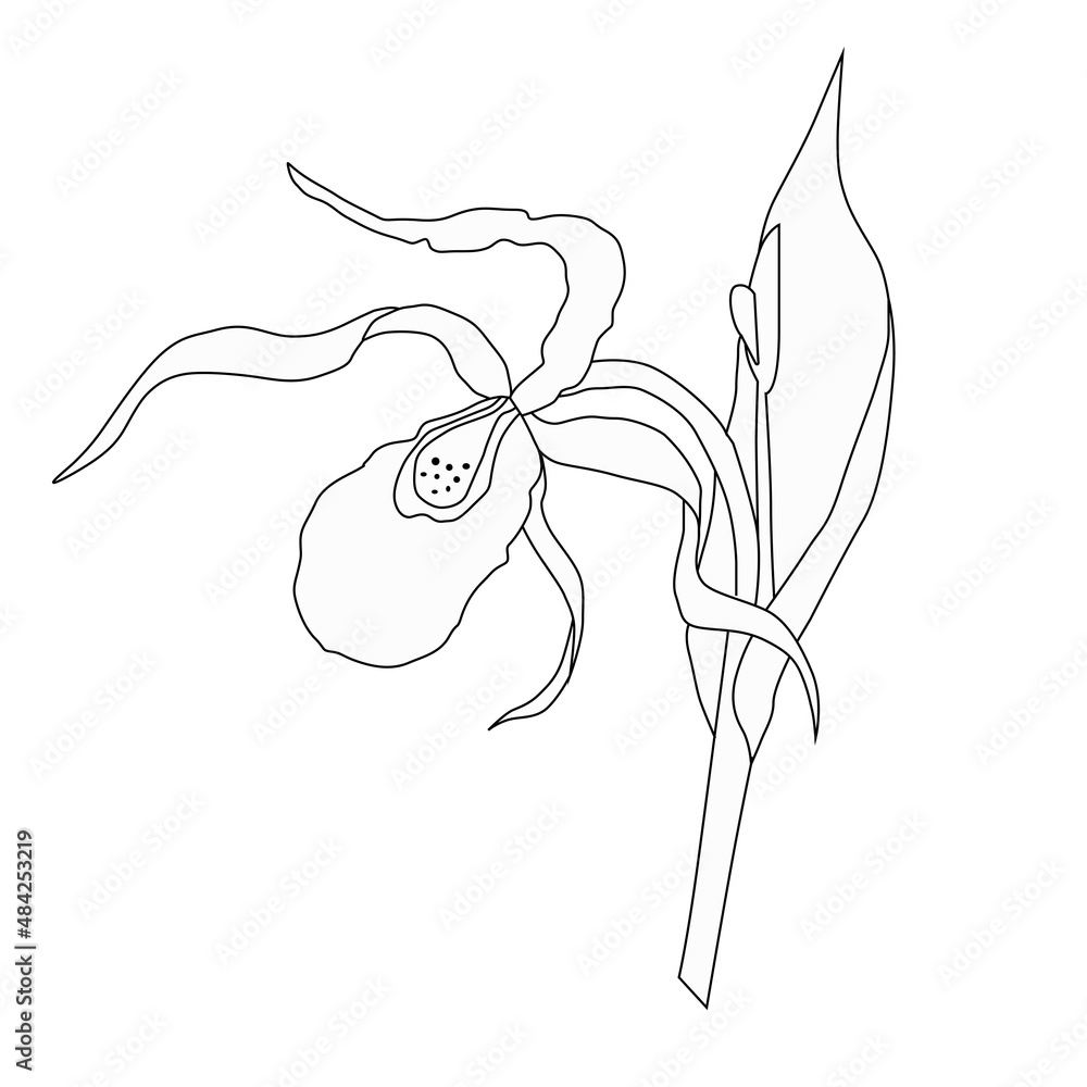 The slipper is a real Venus slipper contour drawing of a plant, a