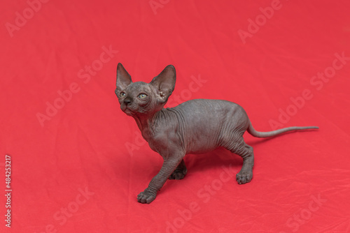 Sphynx cat - a small two-month-old kitten. Hairless cat breed. © Roman Bjuty