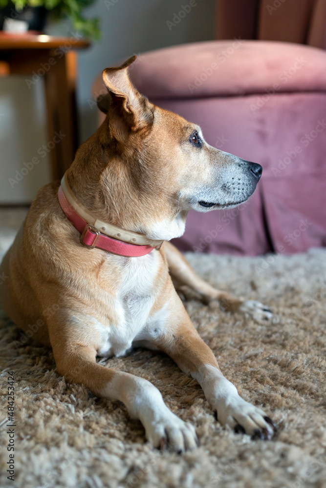 A senior female dog sleeping lying on thec arpet of the house. Animal world. Pet lover. Animals defend. Dog lover. A senior female dog sleeping lying on thec arpet of the house. Animal world. Pet lover. Animals defend. Dog lover.