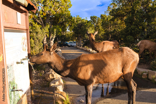 Female elk drinking water from a visitors' water stand faucet in the Grand Canyon National Park; trees in background photo