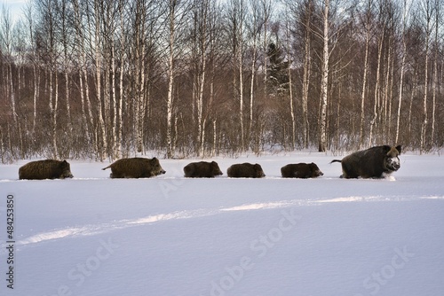 Wild boars in winter in deep snow in search of food