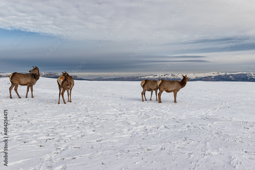 Deer from the farm graze on the snowy meadows against the backdrop of Mountains Deer from the farm graze on the snowy meadows against the backdrop of Mountains