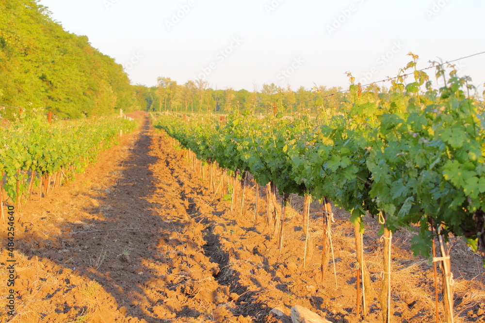 rows of vineyards go to the horizon against the blue sky