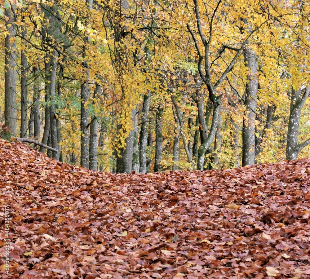 Autumn forest with beech trees and fallen leaves