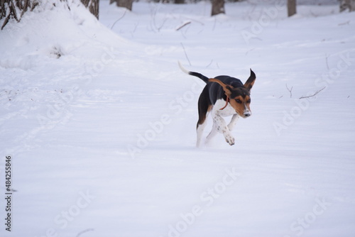 Fototapeta Naklejka Na Ścianę i Meble -  Treeing Walker Coonhound