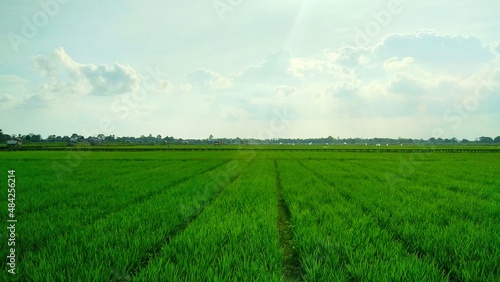 Green field and blue sky.