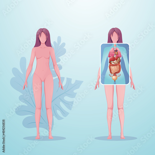 Scanning of female body. Ultrasound of internal human organs. Anatomy diagram. Cartoon vector. Front view. Realistic illustration, template for medical, educational poster, banner, infographic.