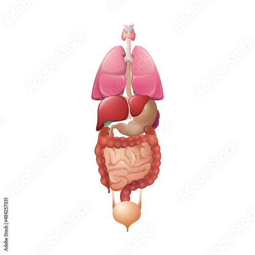 Vector illustration of healthy human organs. Cartoon body internal system. Anatomy diagram. Realistic isolated template for medical, educational poster, banner, infographic. White background.