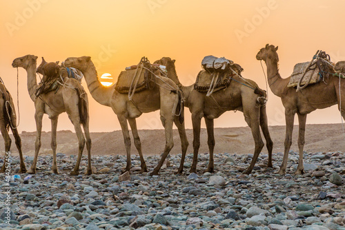 Early morning view of a camel caravan in Hamed Ela, Afar tribe settlement in the Danakil depression, Ethiopia. This caravan head to the salt mines.