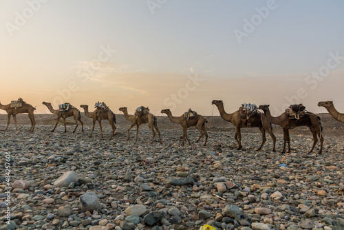 Morning view of a camel caravan in Hamed Ela, Afar tribe settlement in the Danakil depression, Ethiopia. This caravan head to the salt mines. photo