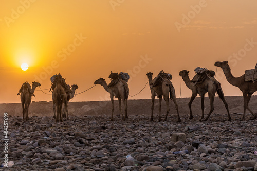 Early morning view of a camel caravan in Hamed Ela, Afar tribe settlement in the Danakil depression, Ethiopia. photo