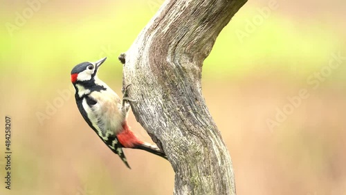 Great Spotted Woodpecker sitting on the tree trunk, autumn wildlife. Animal in the nature habitat, France. Woodpecker feeding insect on the tree trunk, bird behaviour.