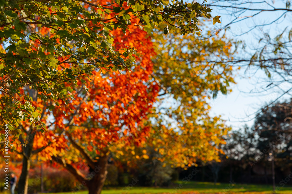 Naklejka premium Fall background. Orange, brown and gree leaves on autumn trees