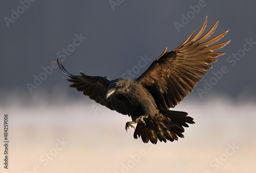 Raven bird ( Corvus corax ) in flight © Piotr Krzeslak