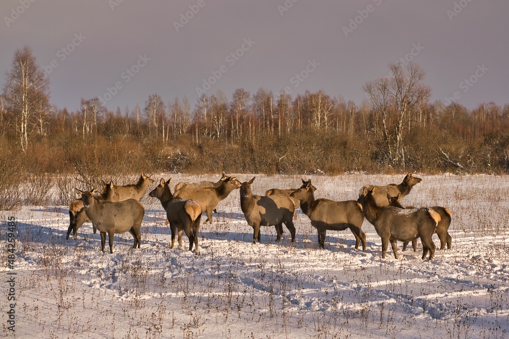 Fototapeta premium Wild deer in winter in deep snow