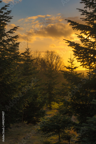 Deutschland, Hessen, Hünfelden, Wald im Gegenlicht bei Sonnenuntergang