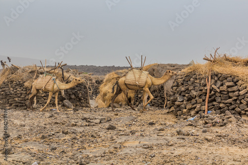 Camels in Dodom village under Erta Ale volcano in Afar depression, Ethiopia