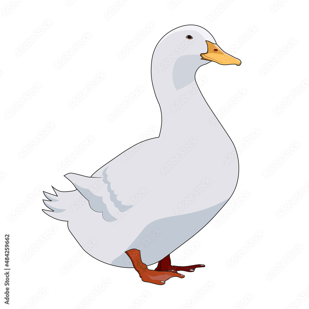 Obraz premium Peking Ente