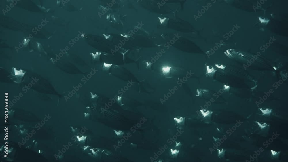 School of fish eats plankton floating on the surface of the water. School of fish eats plankton floating on the surface of the water.