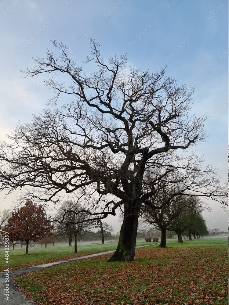 Fototapeta premium Tree in park