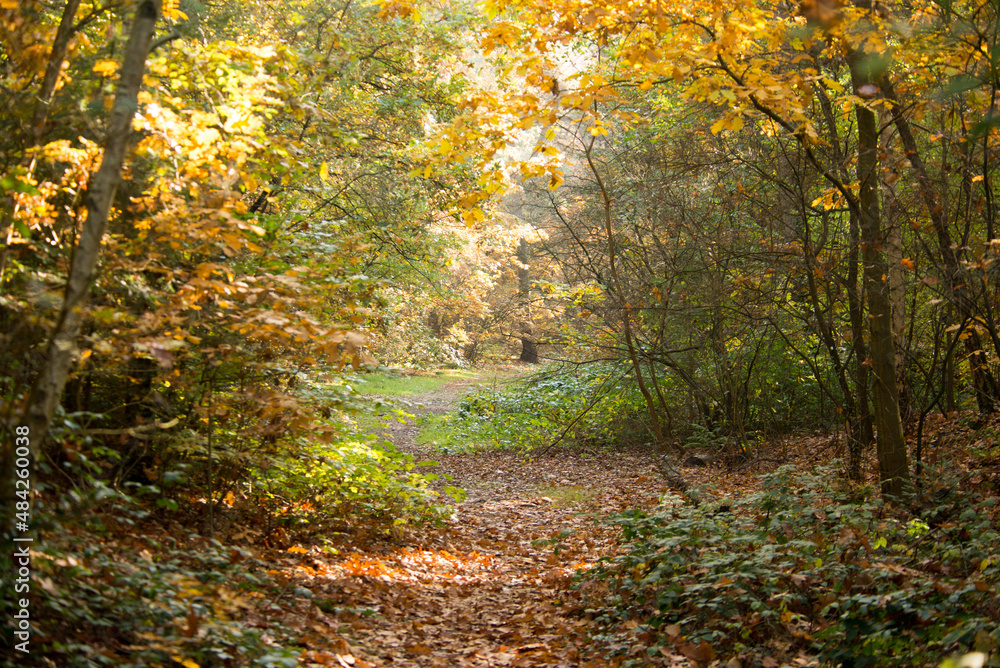 autumn in the forest autumn in the forest