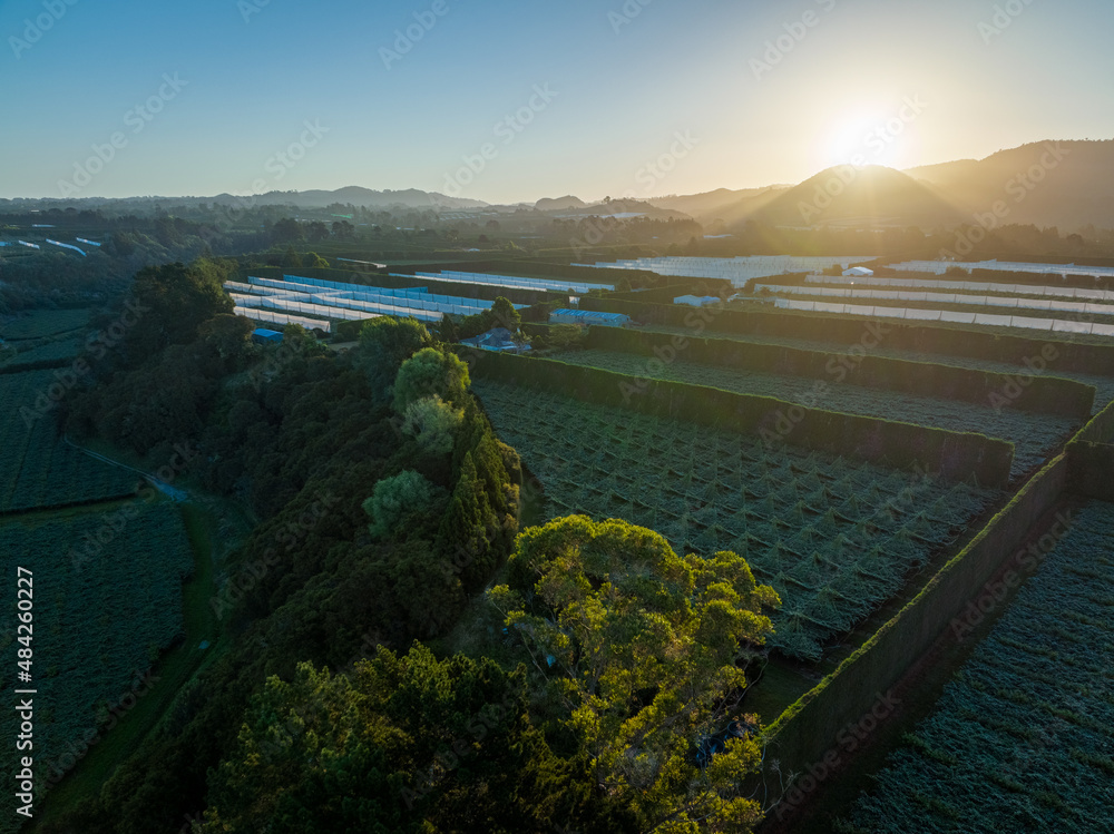 Kiwifruit orchards at sunset. Aerial view. Te Puke, Bay of Plenty. New