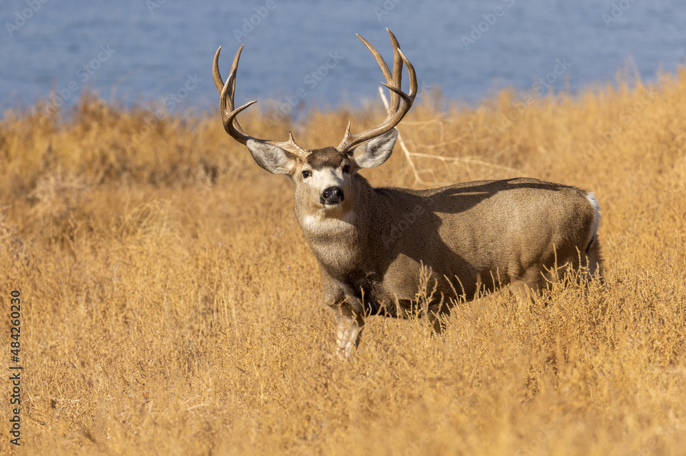 Mule Deer Buck in Autumn in Colorado Mule Deer Buck in Autumn in Colorado