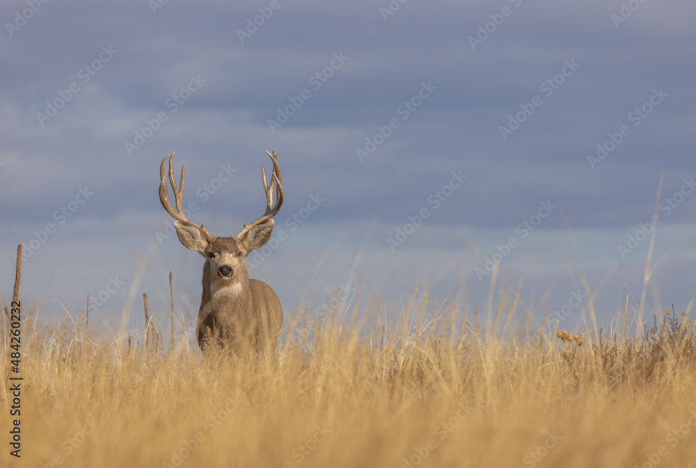 Fototapeta premium Mule Deer Buck in Autumn in Colorado