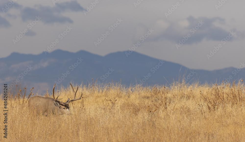 Fototapeta premium Mule Deer Buck in Autumn in Colorado